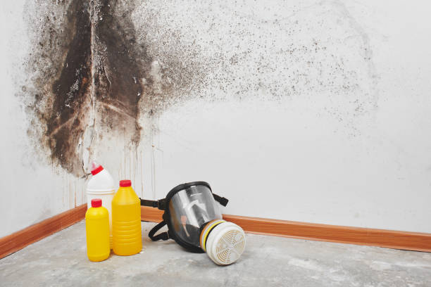 Best Residential Mold Remediation in Midlothian, VA