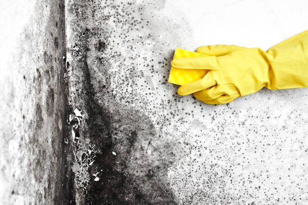 Best Basement Mold Remediation in Midlothian, VA