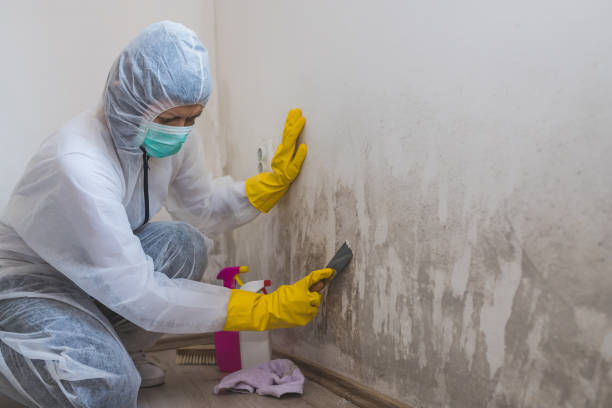 Best Residential Mold Remediation in Midlothian, VA