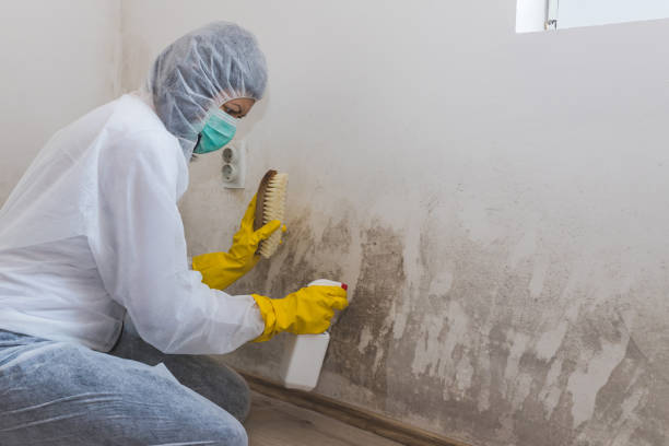 Best Crawl Space Mold Remediation in Midlothian, VA
