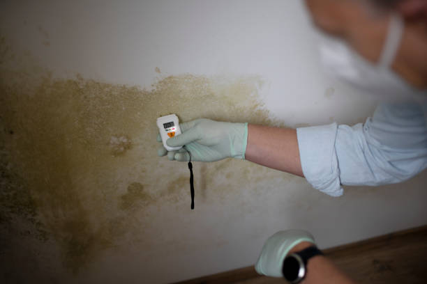Best Health and Safety Mold Remediation in Midlothian, VA