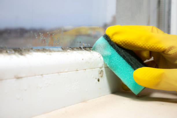Best White Mold Remediation in Midlothian, VA