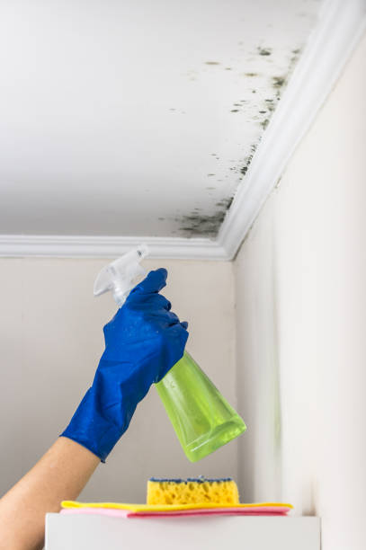 Best Post-Flood Mold Remediation in Midlothian, VA